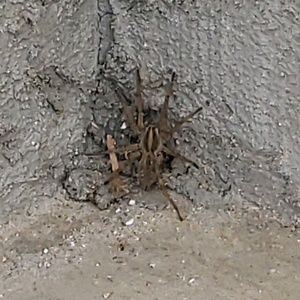 Meet your Posher, Lorenzo